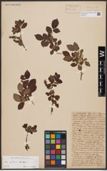 Foto von Salix aurita L. x Salix silesiaca Willd.